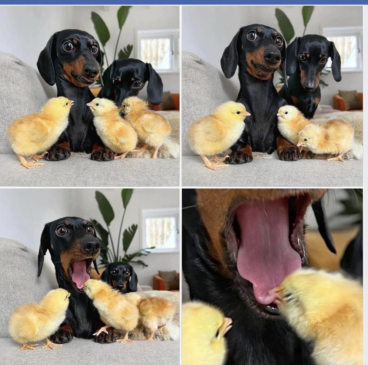 💖 (@twaniimals) on Twitter photo 