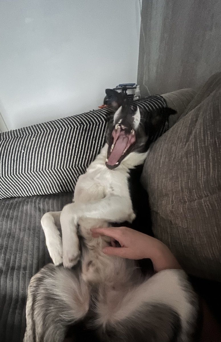 Olly the collie tweet media