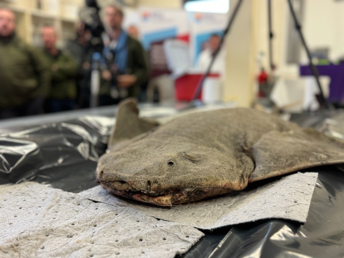 Rob Deaville tweet media