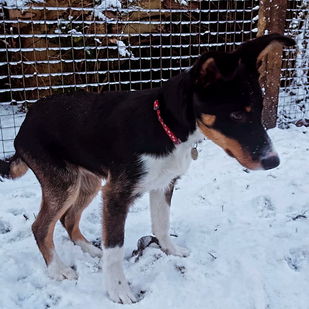 Twiglet the dog tweet media