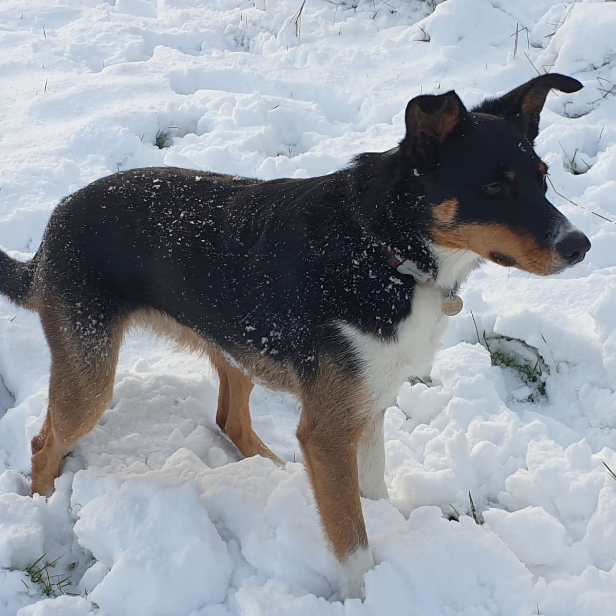 Twiglet the dog tweet media