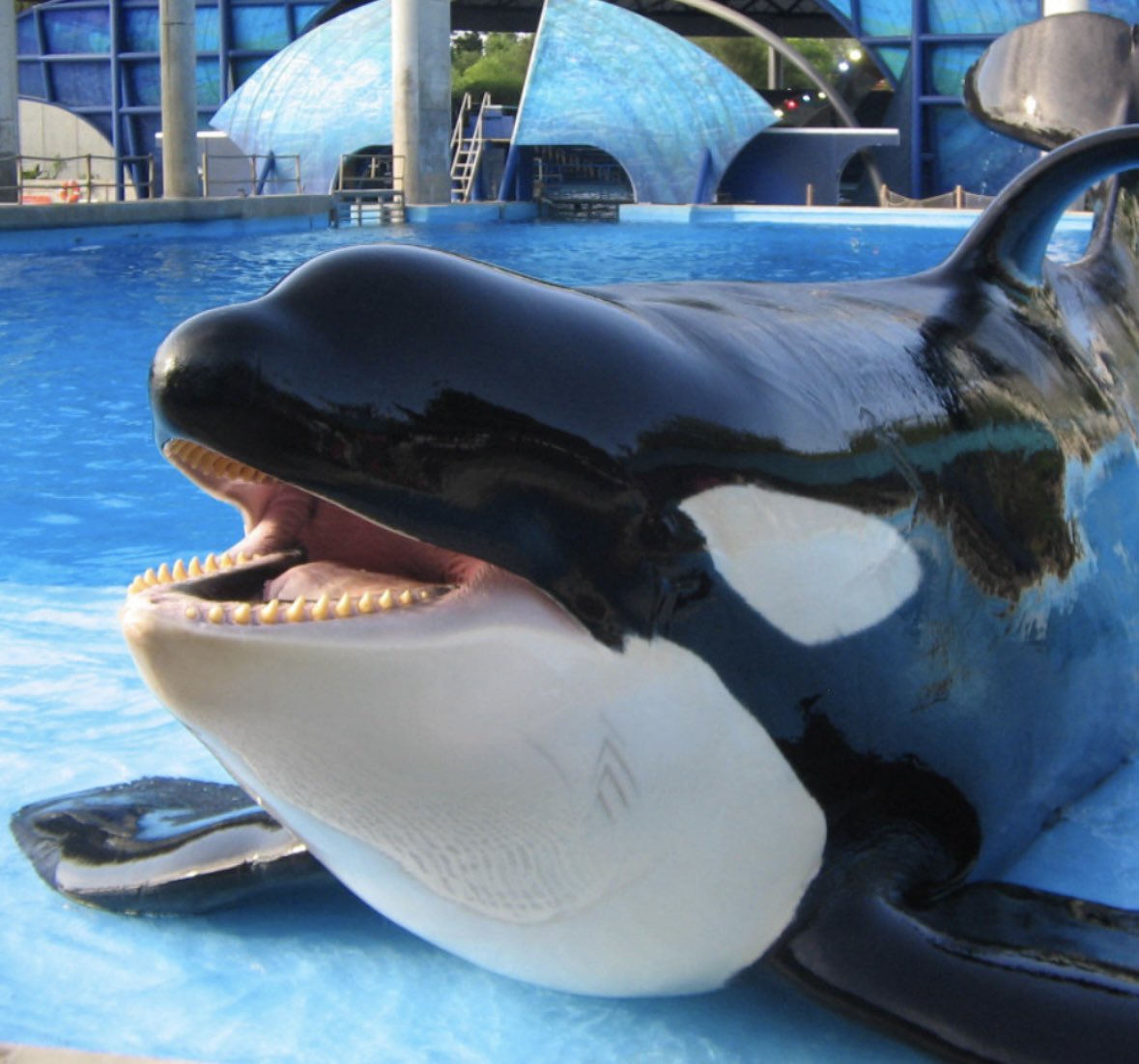 stephkruuse's tweet photo. 29 år i fangenskab er nu slut. Loro Parque på Tenerife har netop annonceret at deres spækhugger Keto er gået bort efter flere ugers sygdom 💔 Han fortjente bedre end et sørgeligt og begrænset liv som showdyr i et lille bassin… https://t.co/T4Ze8ayaIJ