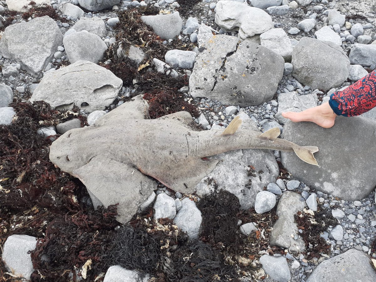 Rob Deaville tweet media