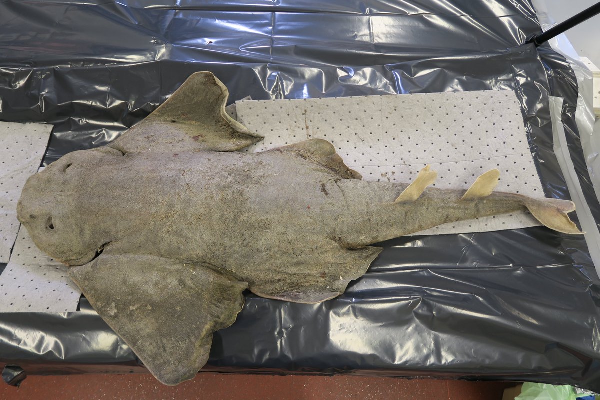 Rob Deaville tweet media