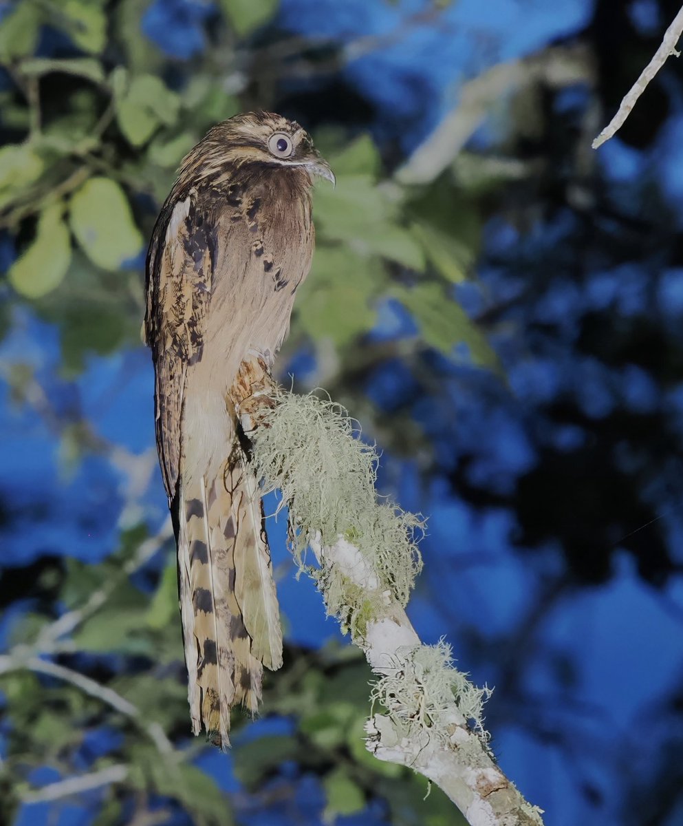 fred_fearn's tweet image. Long-tailed Potoo, Plataforma, Peru. Some of the birds here are incredible.