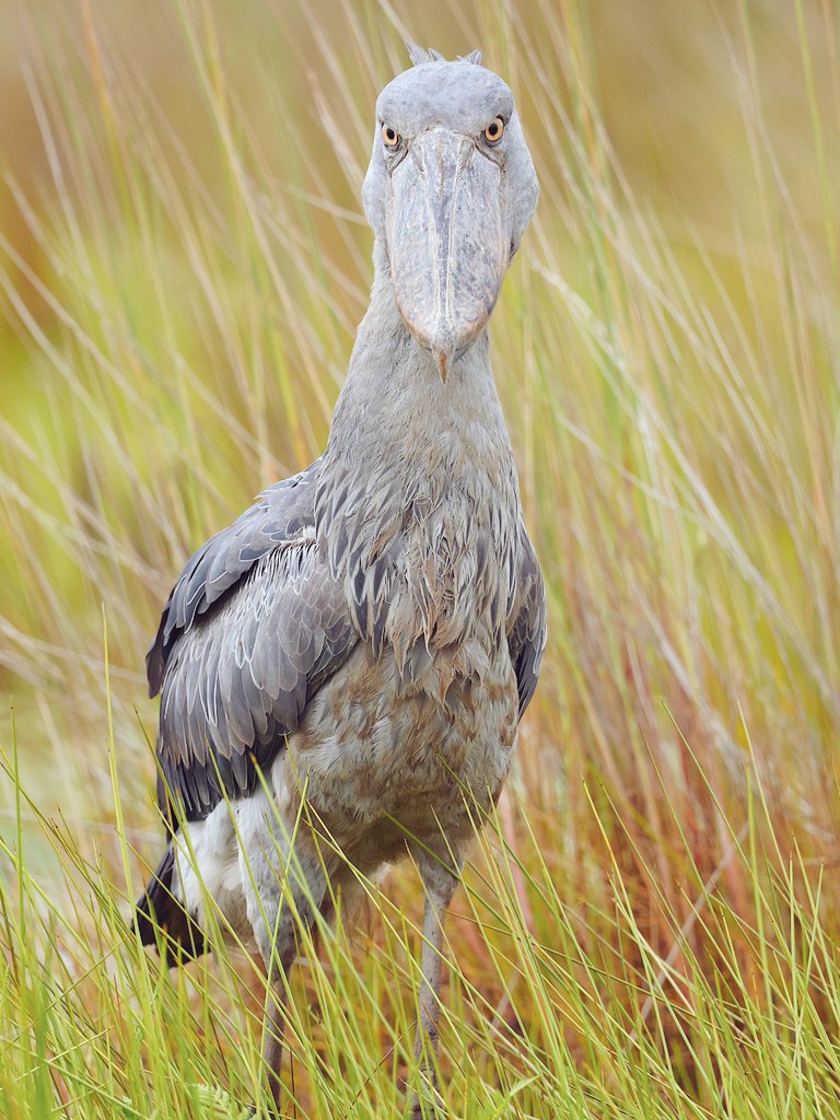 fcozdal's tweet photo. Shoebill, we found one fortunately during our boat tour at Mabamba Swamp, Uganda. It's out of this age like in dinosaurs'.
#BirdsofEastAfrica #BirdsofUganda
#Shoebill #Birds #Birdwatching https://t.co/XOQyuXSy8L