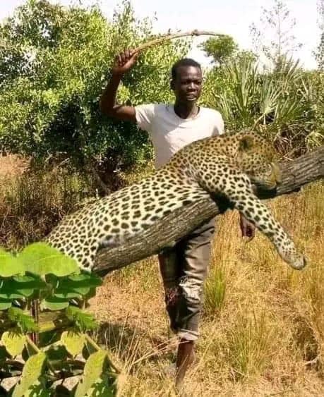 Zingo_Dee255's tweet photo. @julius_matete @Sativa255 😅😅😅 https://t.co/SvQS9G7Nag