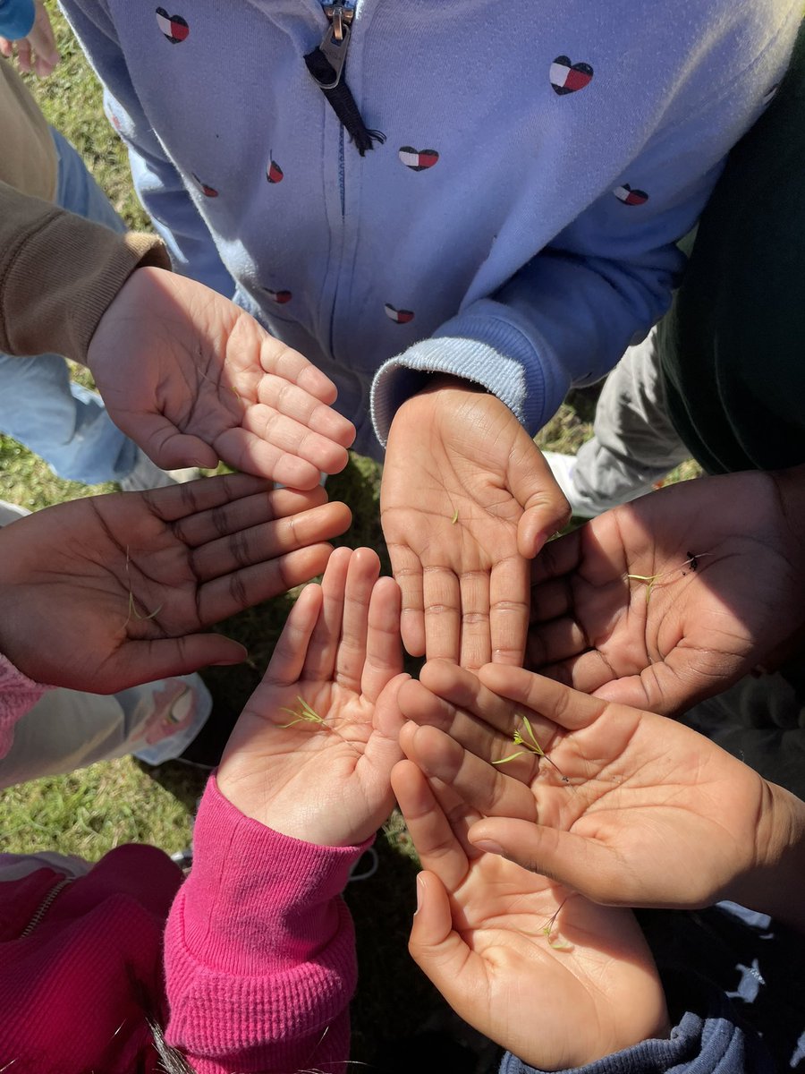 MsHamannRTGG's tweet photo. Thinning carrots is necessary for them to grow big roots! They need ample space! 🥕 3rd grade helped with this process. @SheridanCFISD @readygrowgarden https://t.co/GkvFkCHTvm