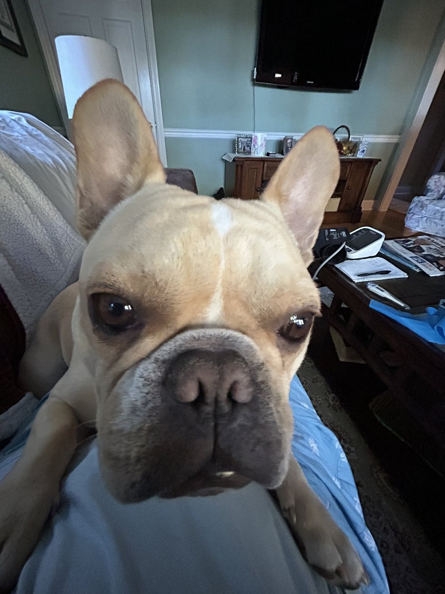 jerseykasoo's tweet photo. @JoJoFromJerz My dog nephew Wilson https://t.co/2JqGW1eIfz