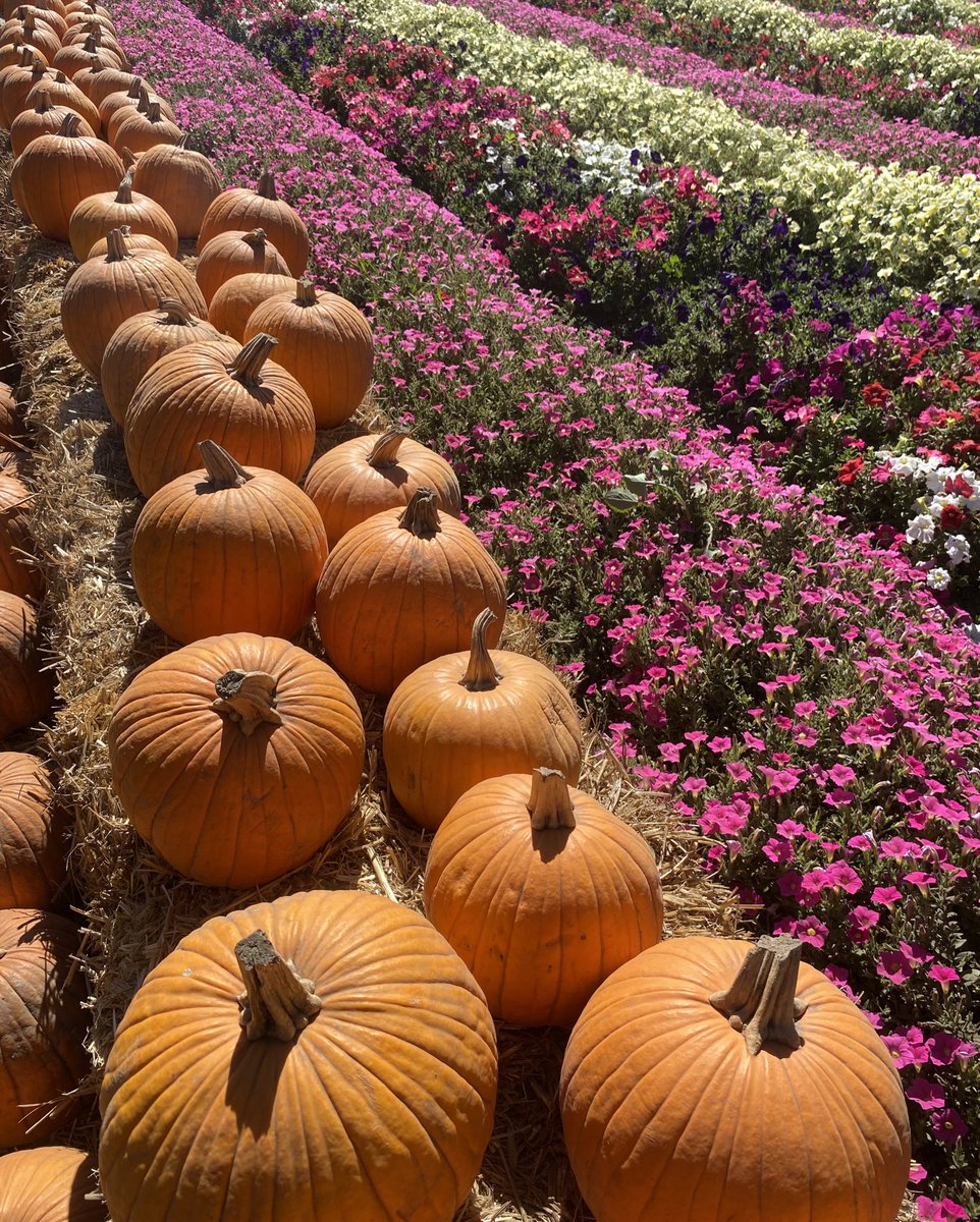 Autumn 🖤 🍂 tweet media