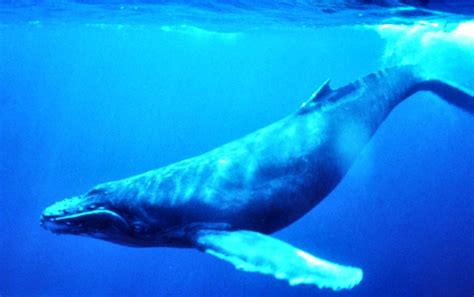 <a href="/Inevitablewest/">Inevitable West</a> The Blue Whale has an anus which can stretch open to approximately 3 ft -
But, even that is not as BIG an arsehole as Keir Starmer.
