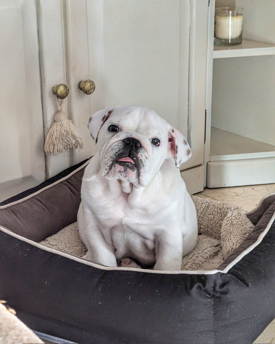 How cute is this little guy? 😍