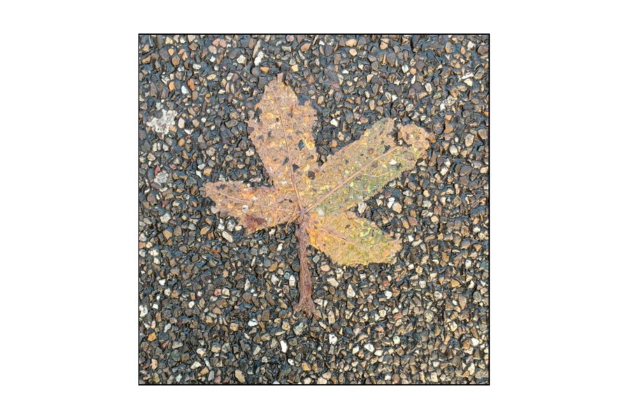 berenddoo's tweet photo. Feuilles, bladeren. https://t.co/FOYZ0hka0C