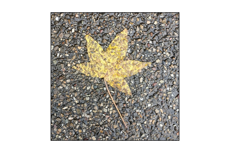 berenddoo's tweet photo. Feuilles, bladeren. https://t.co/FOYZ0hka0C