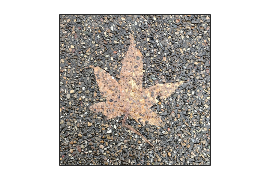berenddoo's tweet photo. Feuilles, bladeren. https://t.co/FOYZ0hka0C