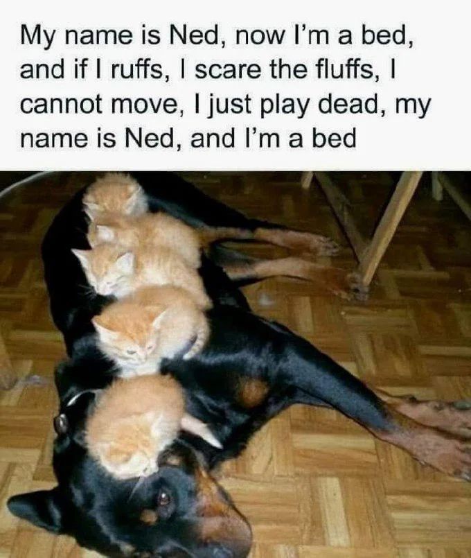 WholesomeMeme's tweet image. 