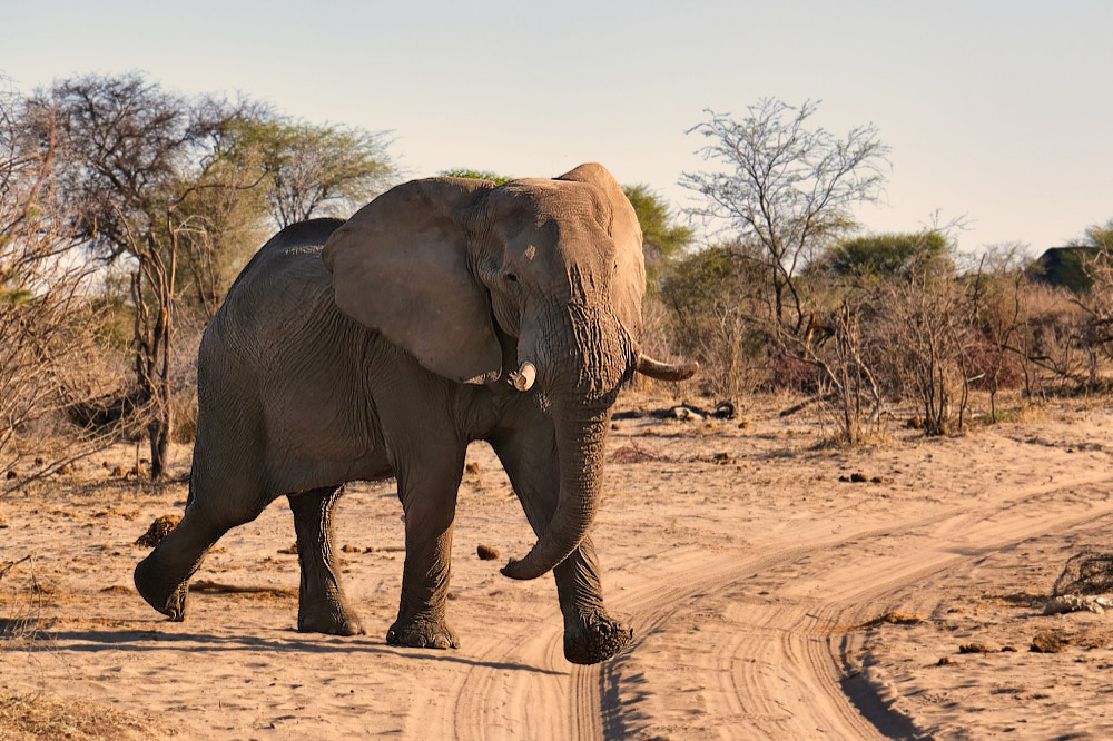 Yves de Contades tweet media