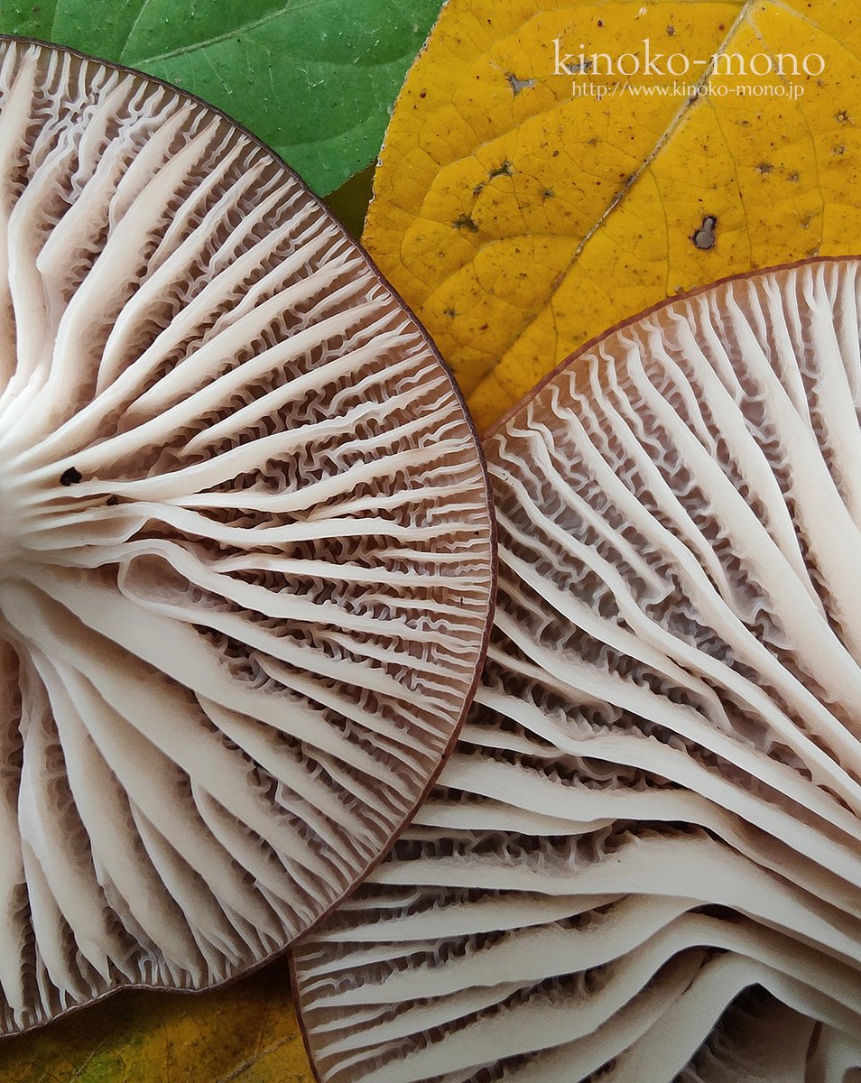 気温が下がってハダイロガサが元気