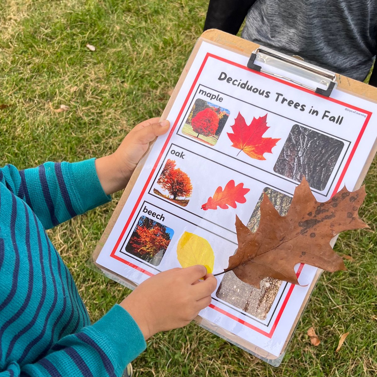 We had lots of fun collecting leaves and identifying them using  our deciduous tree guide. 

<a href="/LordStrath_LDSB/">Lord Strathcona PS</a>