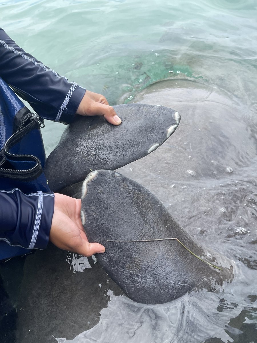 Dolphin Discovery tweet media