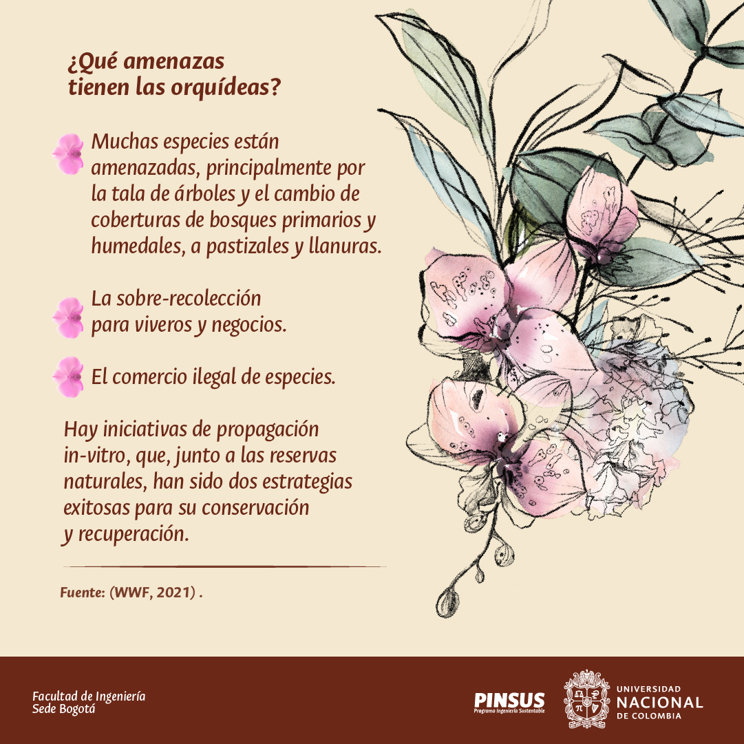 PinsusFIUN's tweet photo. Hoy, en el Día Nacional de la Orquídea, te traemos algunos datos curiosos sobre nuestra flor nacional🌎🦎🐳🦋🌴 #PINSUS #orquidea #Biodiversidad #Sostenibilidad https://t.co/3luJ79xDmO