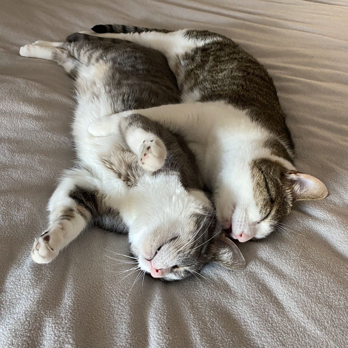 Figo Pet Insurance tweet media