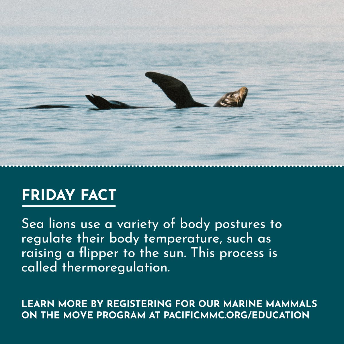 Learn more or sign up today at Education Programs — Pacific Marine Mammal Center ⭐️