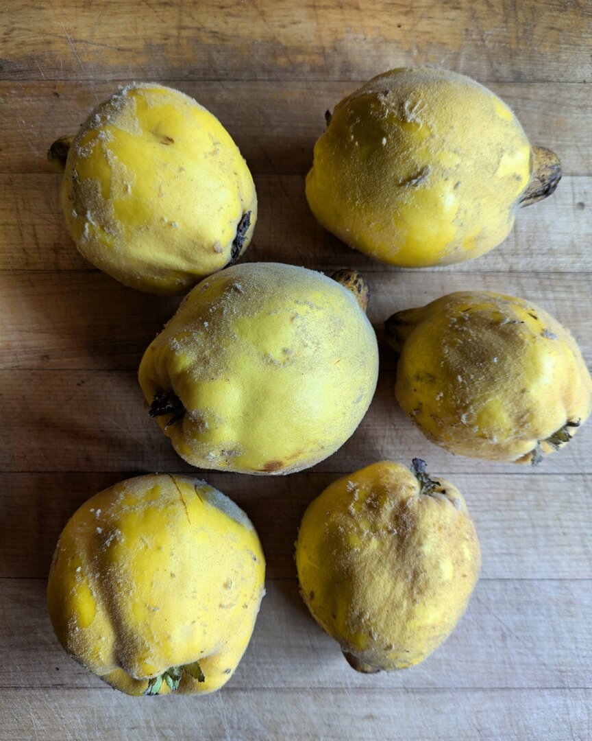 My neighbor Michael gifted me these backyard quince from his trees. I'm thinking I'll most likely bake a buttery ginger crumble with them but please let me know if you have a much loved quince recipe. Happy fall! 🍁🍂🔪📚 instagr.am/p/DCsFldJTxMY/