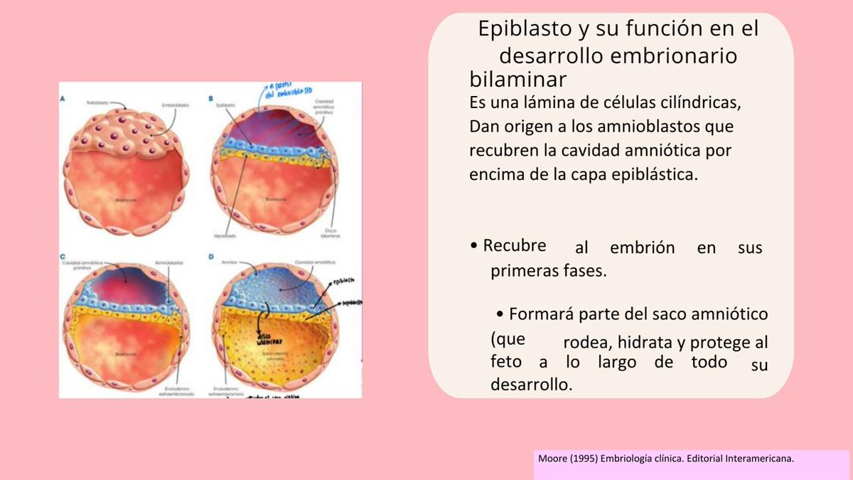 Formación del embrión bilaminar: El disco embrionario se transforma en ...