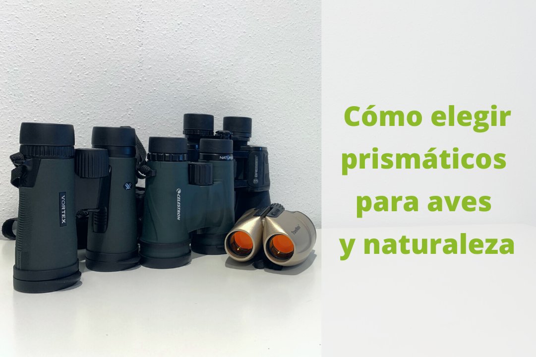 Biologueando • Mireia Querol Rovira tweet media