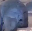 bradruben's tweet photo. @konstructivizm I saw an alien in this video, seriously! @elonmusk can you investigate? https://t.co/UIWYiaqtRS