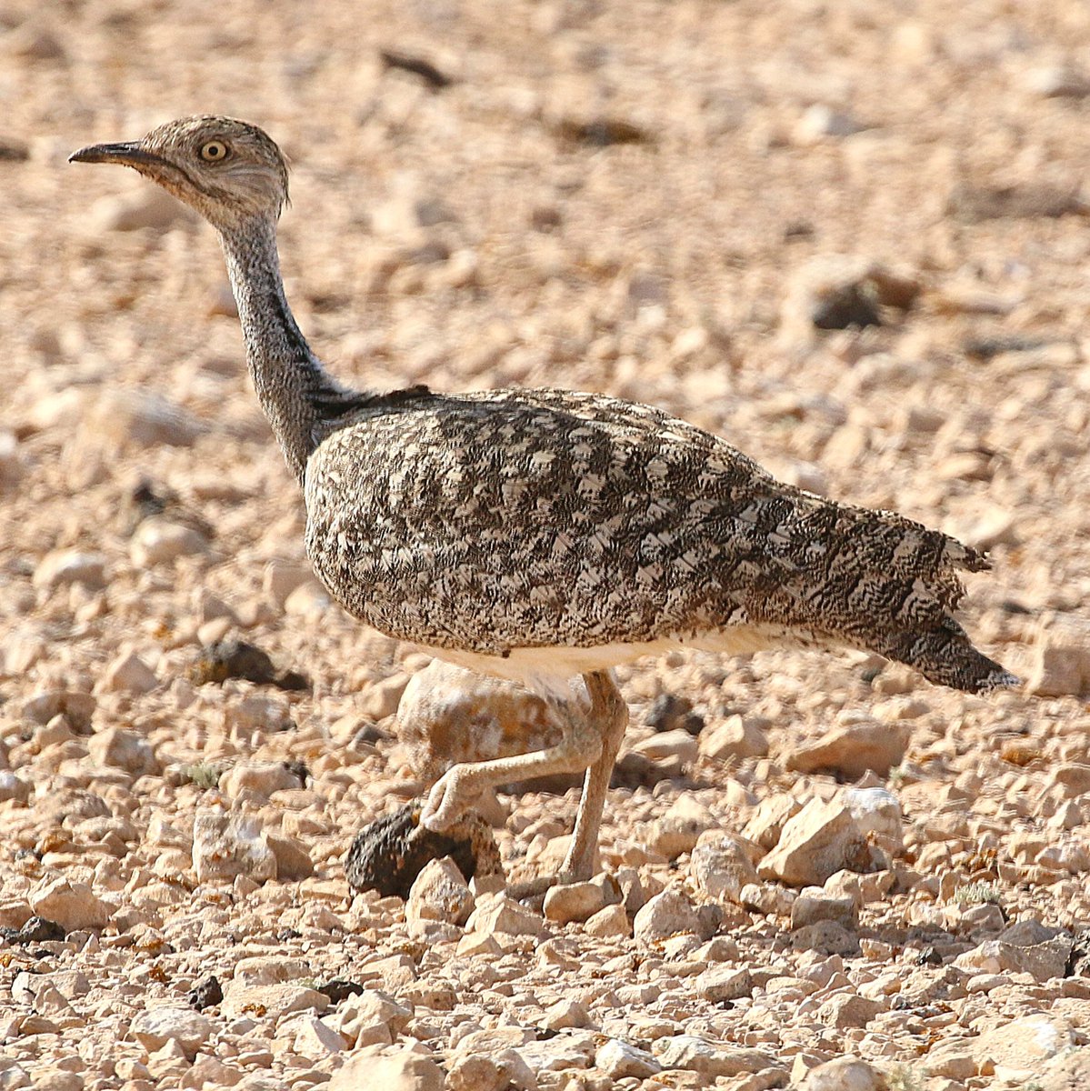 Arguably a contender for bird of the week on Fuerteventura with <a href="/naturetrektours/">Naturetrek</a> was a putative Eastern Yellow Wagtail, but democracy ensured only one winner - African Houbara again today at ridiculously close range.