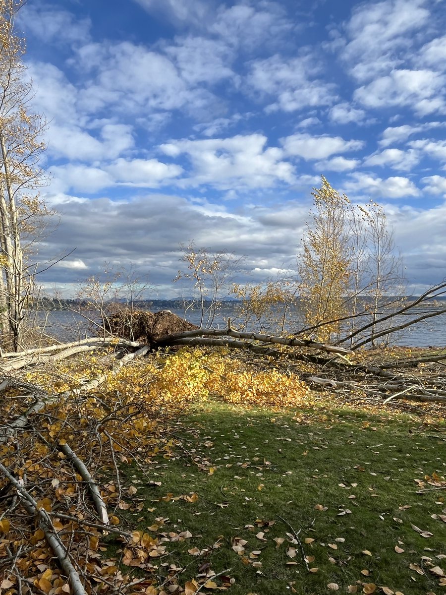 GaryNPeltz's tweet photo. Absolute carnage at Matthews Beach Park
We counted at least 10 mature trees uprooted and destroyed 
#WAwx
#bombcyclone2024
@NWSSeattle 
@ShannonODKOMO 
@KSeattleWeather https://t.co/bmThAg7usB