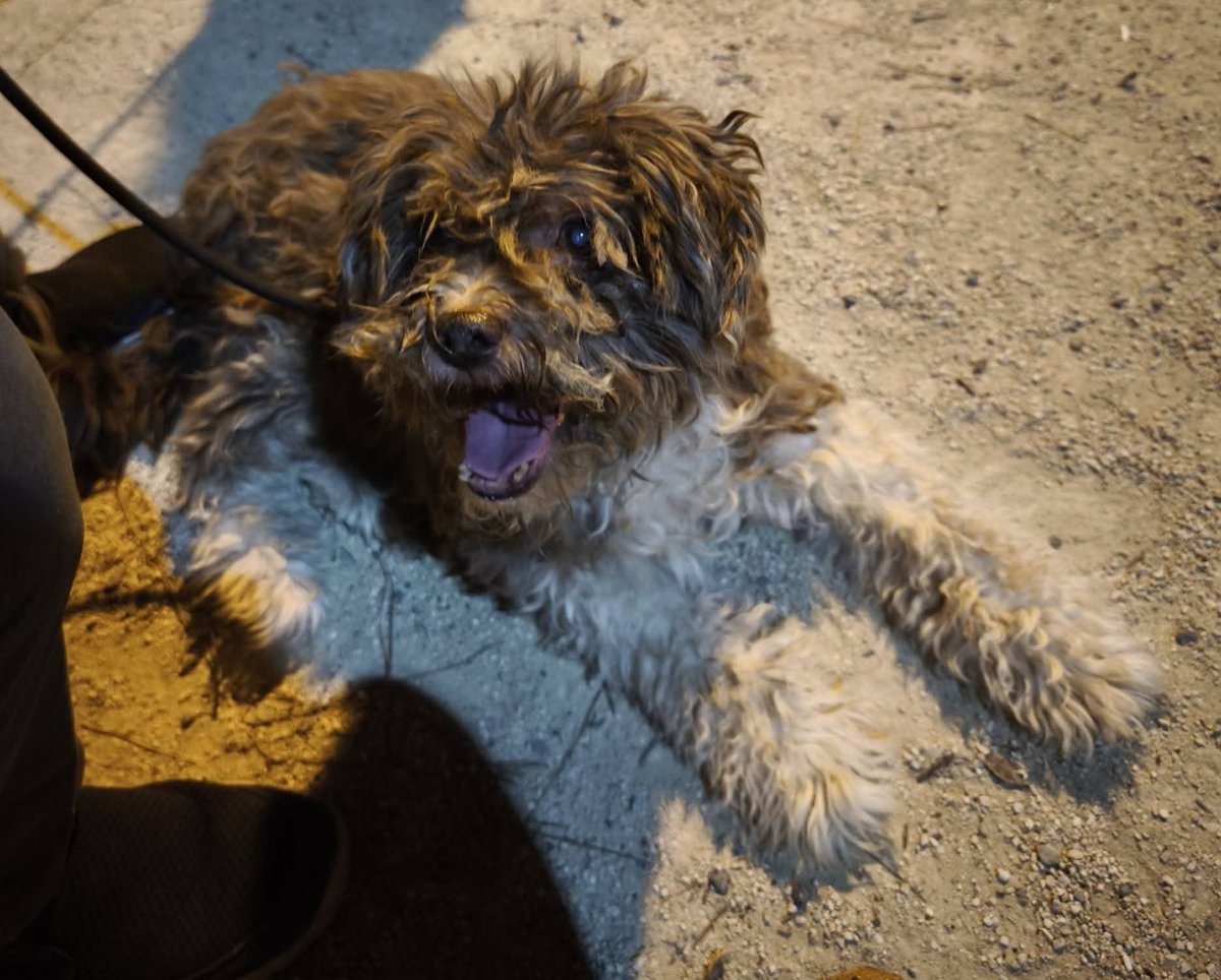 AsociacionADAT's tweet photo. NOS HAN TRAÍDO, Y NOS HEMOS HECHO CARGO DE ESTOS PERROS Y DE UN GATO, DE UNA PERSONA DIRECTAMENTE AFECTADA POR LA DANA. #PAIPORTA, #VALENCIA. 
ESTA PERSONA YA NO VA A PODER SEGUIR HACIÉNDOSE CARGO DE ELLOS POR SALUD Y TRASLADO A UNA RESIDENCIA.
SIEMPRE HAN CONVIVIDO JUNTOS Y... https://t.co/5W7zMrnEb4