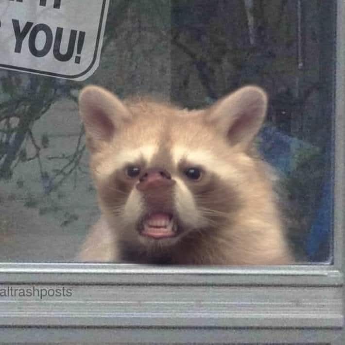 Mapache 🦝🎓 tweet media