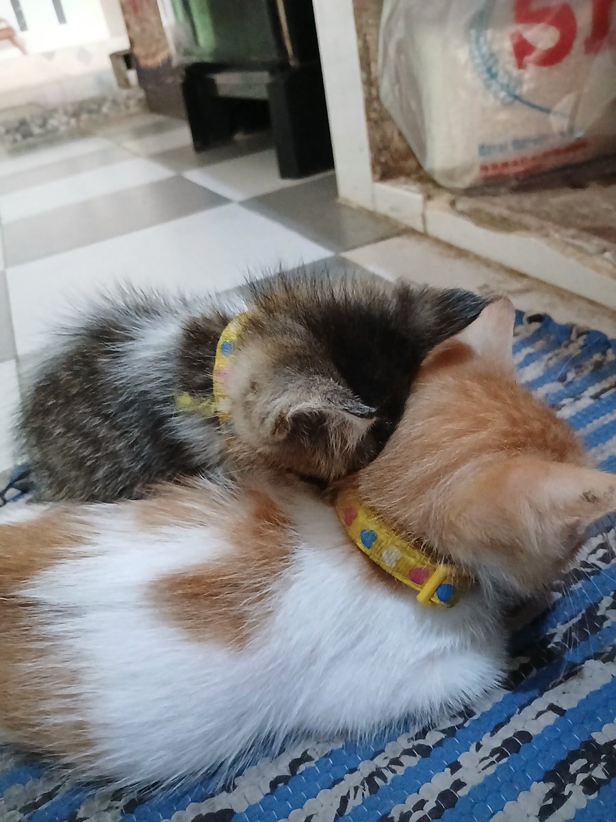 aassiinnn's tweet photo. Kenapa selucu ini😣😣 https://t.co/kFCr1lzdSL