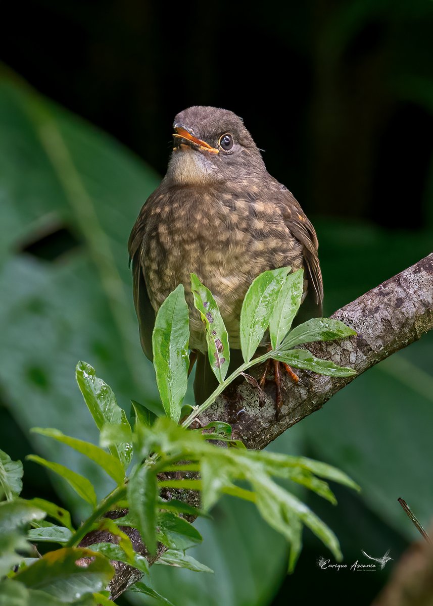 AHummingbirds's tweet photo. Y al fin se dejó ver la cria...
Orange-billed Nightingale-Thrush - Catharus aurantiirostris https://t.co/VxsH3ho8CA