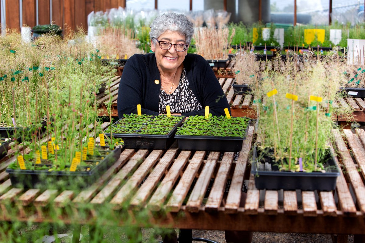 Salk Institute (@salkinstitute) on Twitter photo Joanne Chory dedicated her life to tackling climate change by enhancing plants’ ability to store carbon. Through the Harnessing Plants Initiative at Salk, she worked to use crops to protect our planet. Her visionary work lives on. 🌱🌎 Thank you, <a href="/WSJ/">The Wall Street Journal</a>, for sharing her story. Joanne Chory dedicated her life to tackling climate change by enhancing plants’ ability to store carbon. Through the Harnessing Plants Initiative at Salk, she worked to use crops to protect our planet. Her visionary work lives on. 🌱🌎 Thank you, <a href="/WSJ/">The Wall Street Journal</a>, for sharing her story.