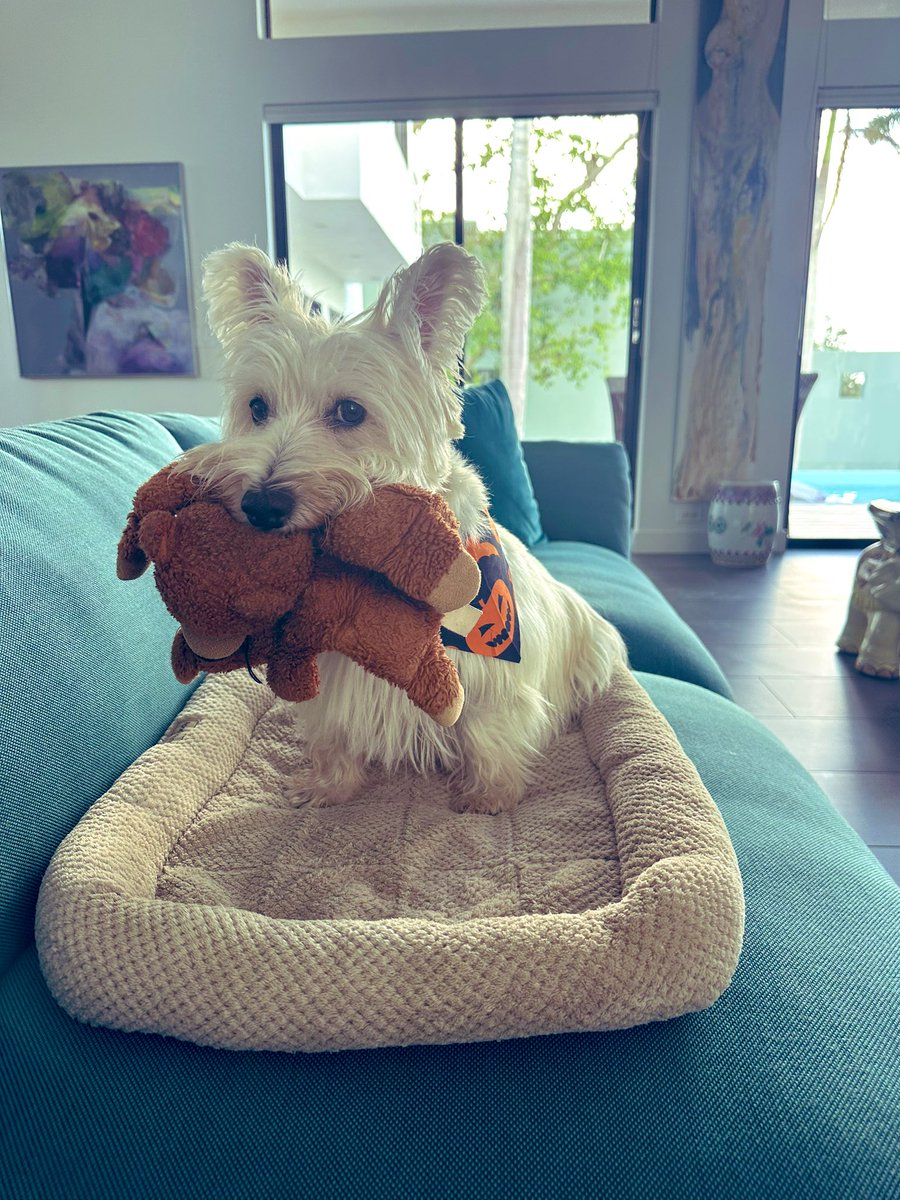 Bridget Joy tweet media