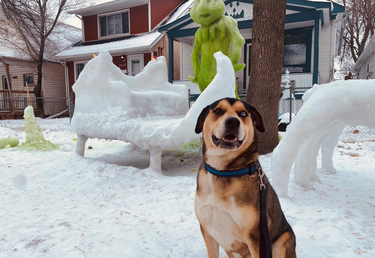 THEScottDuarte's tweet photo. @JoJoFromJerz Rocky's audition photo for the next Grinch movie! https://t.co/2RSoyKxSKa