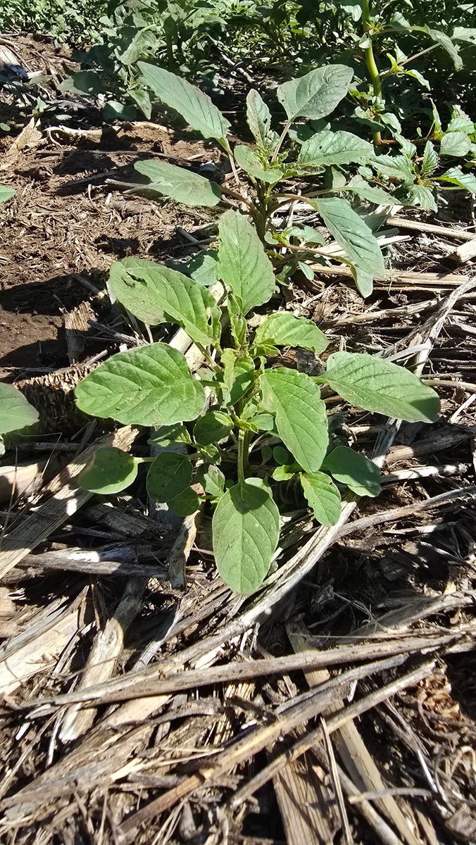 Miren estos controles con Laudis aplicado en V4 🌽

Primero les muestro el testigo para que vean la presión de yuyo colorado.

Abajo en un hilo les muestro el tratamiento con Laudis + Atrazina + Optimizer

1 de 2