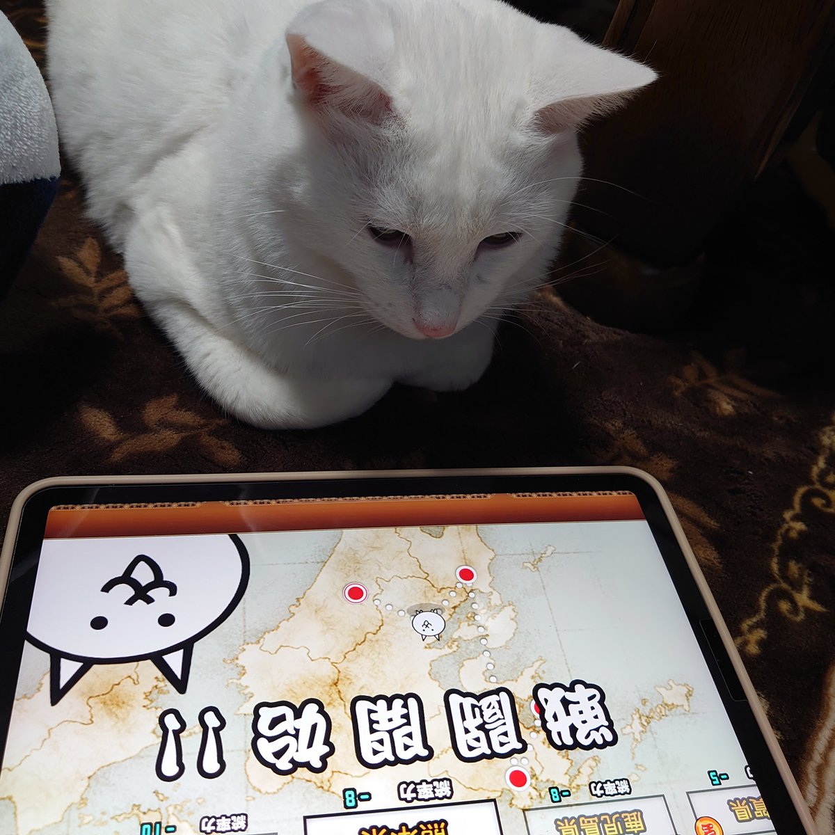 703_stella's tweet photo. 仲間意識…？ https://t.co/KphQjL0g88