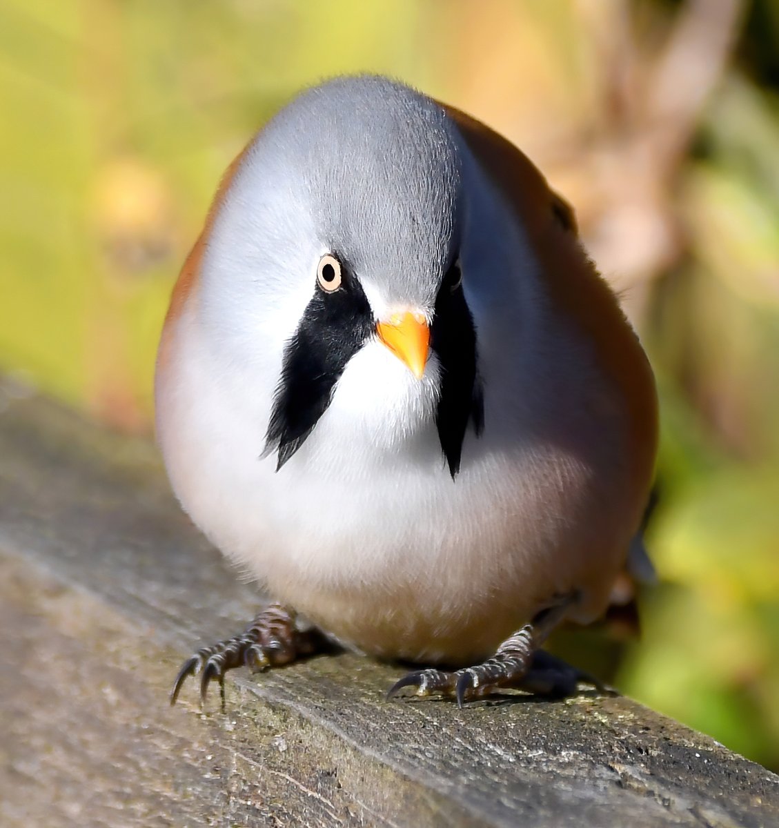 Carl Bovis tweet media