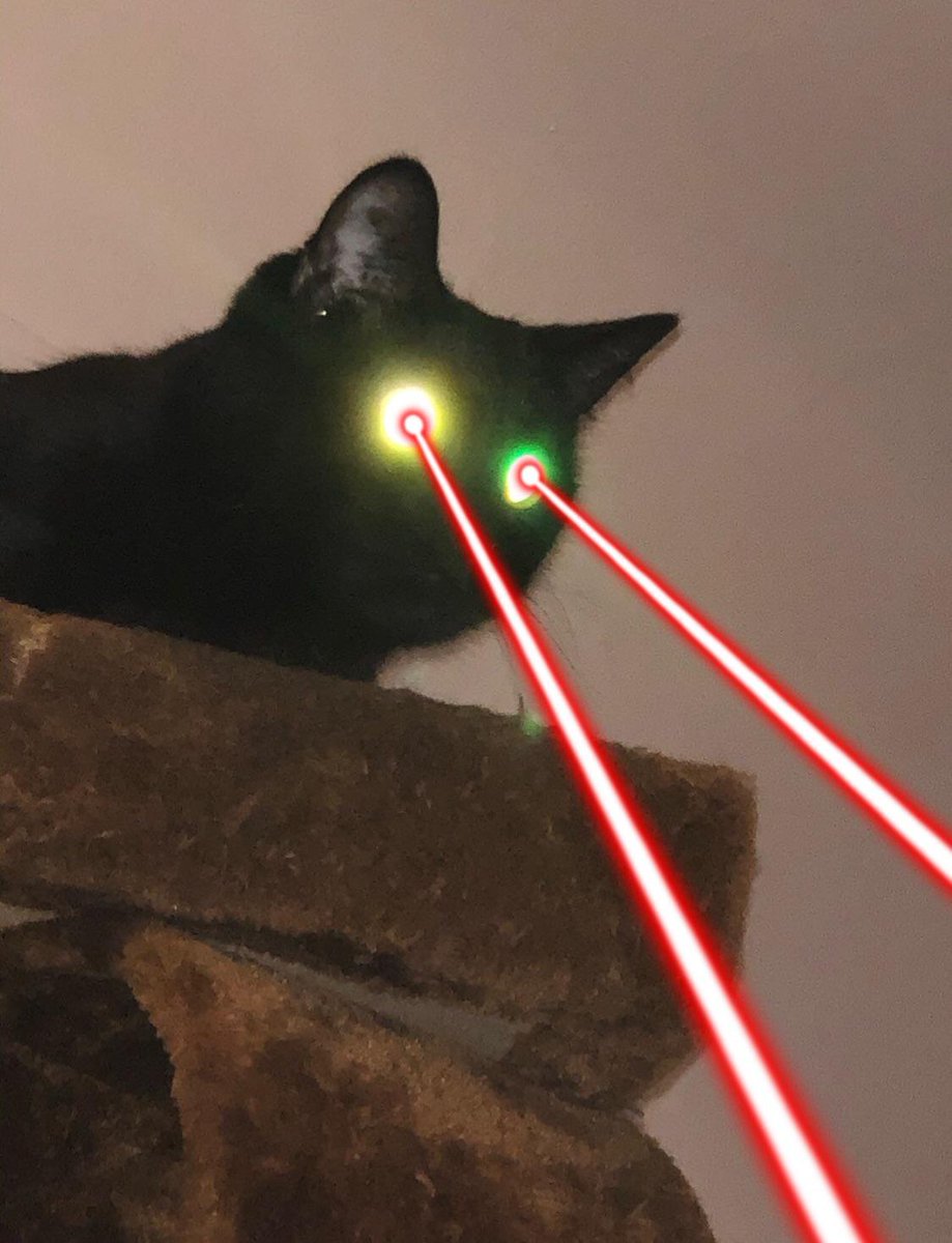 pewpewcto's tweet image. THE CAT HAS LASER EYES