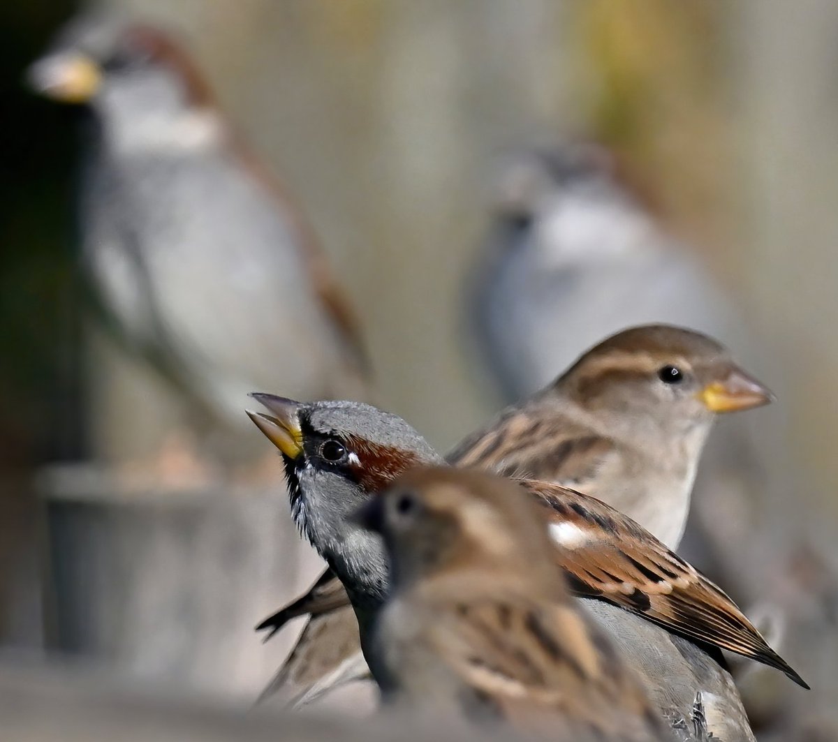 House Sparrows at RSPB Greylake in Somerset. 😍🐦😊