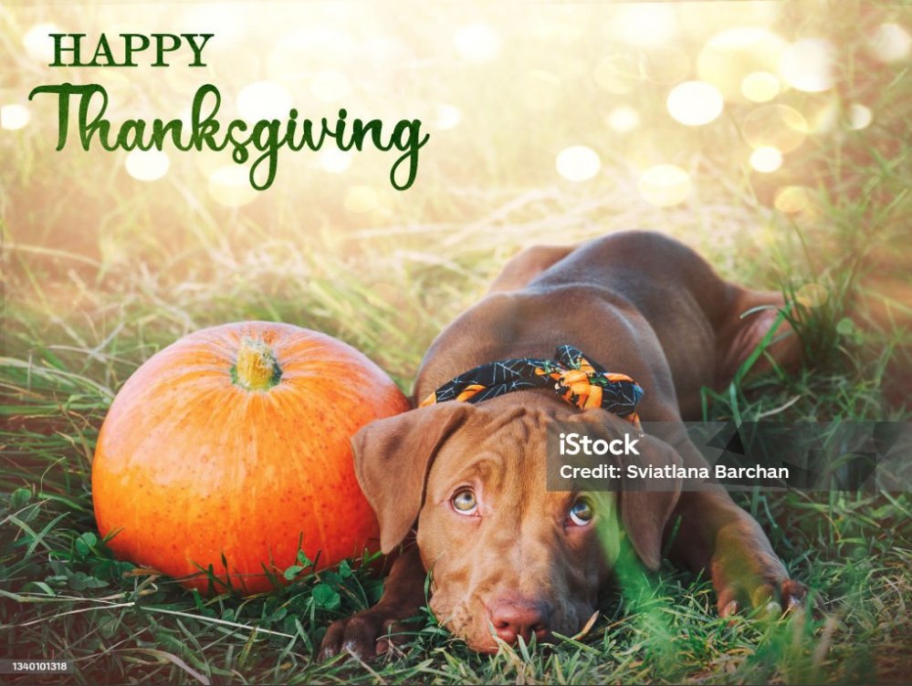 PetDwelling's tweet photo. 🦃 Thanksgiving Deal! 🦃

🐾 Enjoy 35% OFF when you buy 2+ tags with code: GOBBLE35 at checkout!

✨ Exclusive Black Friday Sneak Peek: Pet ID tags as low as $0.99! ✨

🍂 Don’t miss out—shop now!
👉 https://t.co/joqrqJC1nW

#BlackFriday #PetIDTags #PetSafety #QRtag https://t.co/90zWkMVzX9