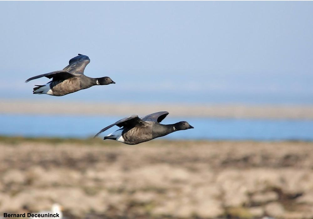 Vos rendez-vous avec la Bernache cravant dans le bassin d'Arcachon (Gironde) jusqu'au 15 décembre 2024 ➡️ Cliquez sur ce lien pour en savoir plus : ornithomedia.com/agenda/vos-ren… #oiseaux #birds #ornithologie #ornithology <a href="/LPOAk/">LPO Aquitaine</a>  <a href="/LPOFrance/">LPO France</a>   <a href="/PNRLG/">Pnr Landes Gascogne</a> @RO_Teich
