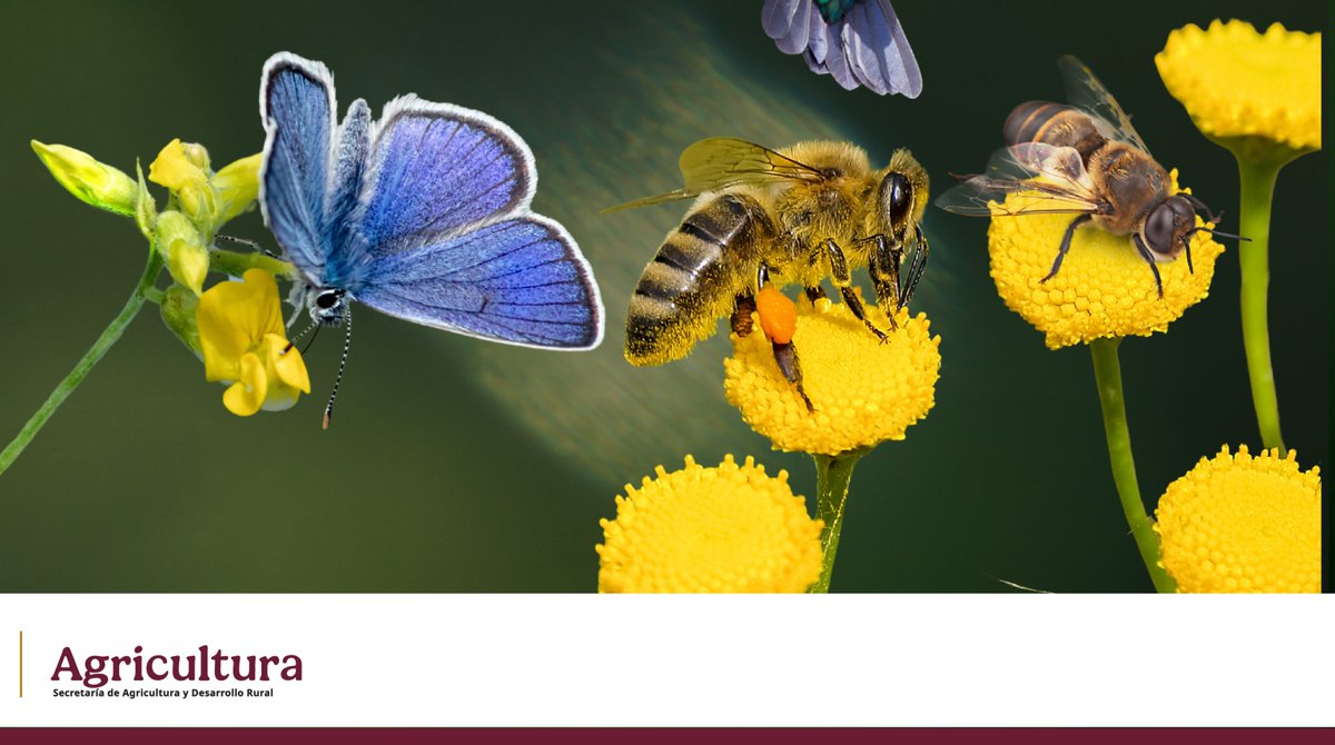 🐝🦋🌸Pequeños aliados de la alimentación saludable.

Las abejas melíferas son campeonas de la polinización; en México, 1,800 especies de mariposas polinizan flores como magnolias y algodoncillo, y 57 especies de colibríes hacen lo propio con su lengua tubular. ¡Cuidémoslos!🌱💚