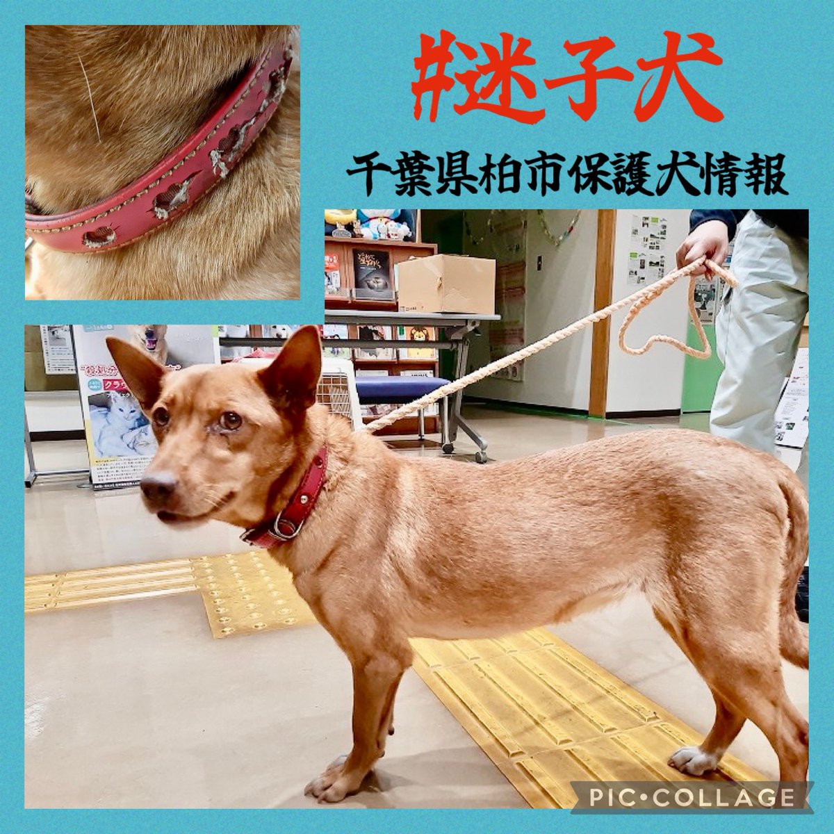 gollfe's tweet photo. 帰って来ない家族を探してください
警察.保健所に連絡するだけで
帰れますよ‼️

🔹番号：112104
🔹11/21 大青田
🔹雑種. 茶.メス.中型.若め
🔹ハート型抜き装飾の赤革首輪
🔹人慣れしている
🆘千葉県柏市���護犬情報🆘

https://t.co/Bmnx8KYEQa https://t.co/6P2ZOimHeA
