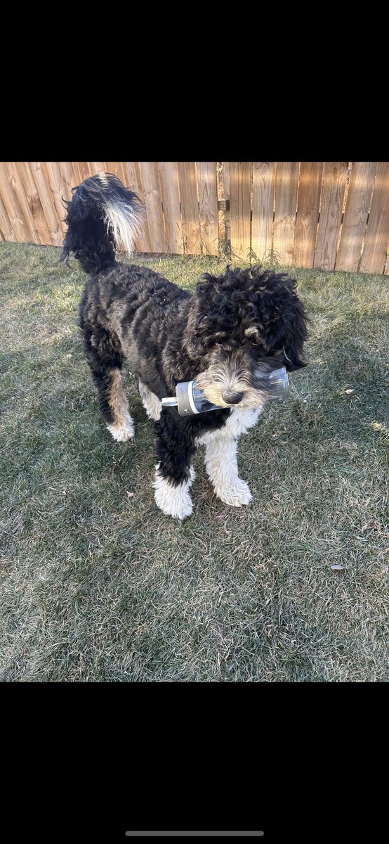 whit_squared's tweet photo. @JoJoFromJerz This is Nura and she is a little thief! ❤️ https://t.co/0TlDu4E74A